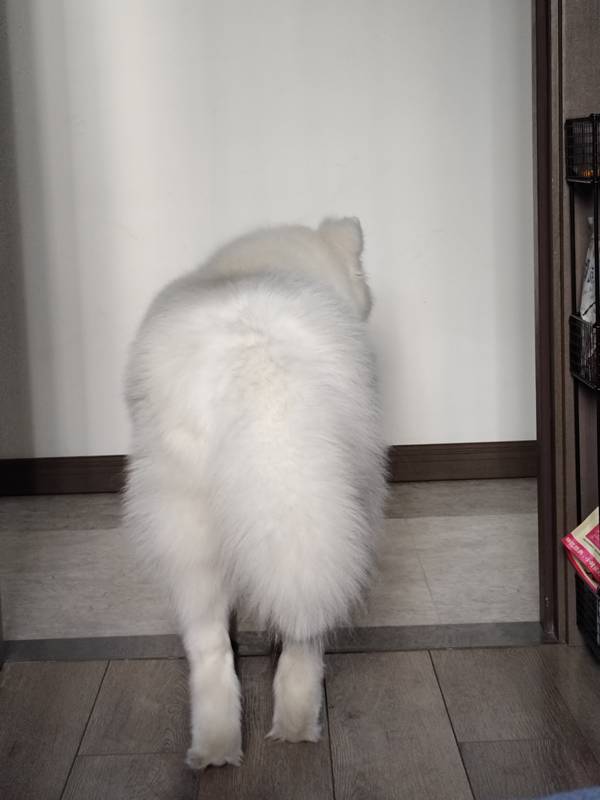 黏人果