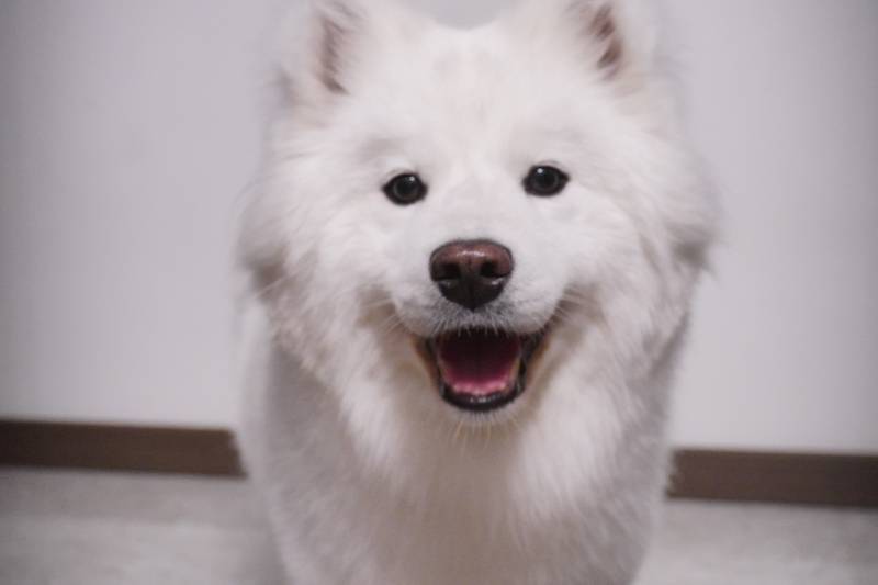 模特果