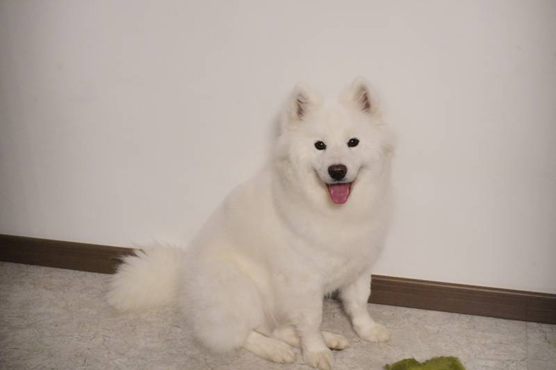 模特果
