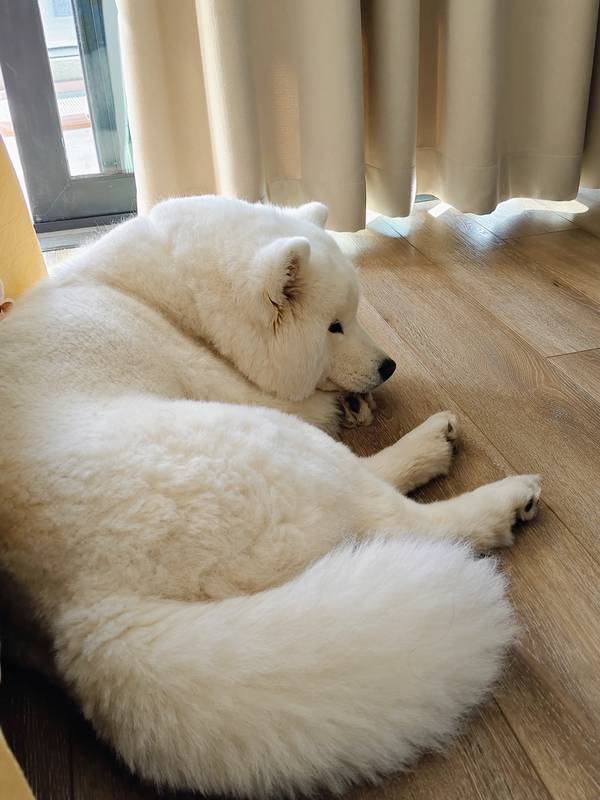 床旁小狗