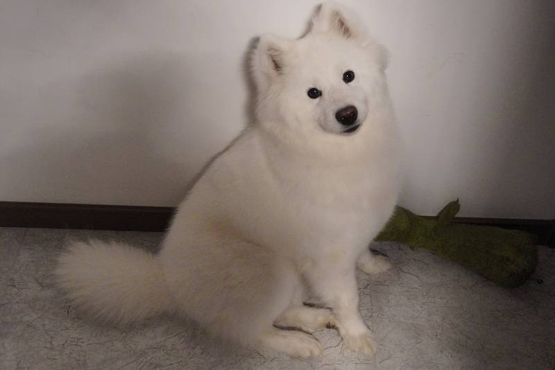 模特果