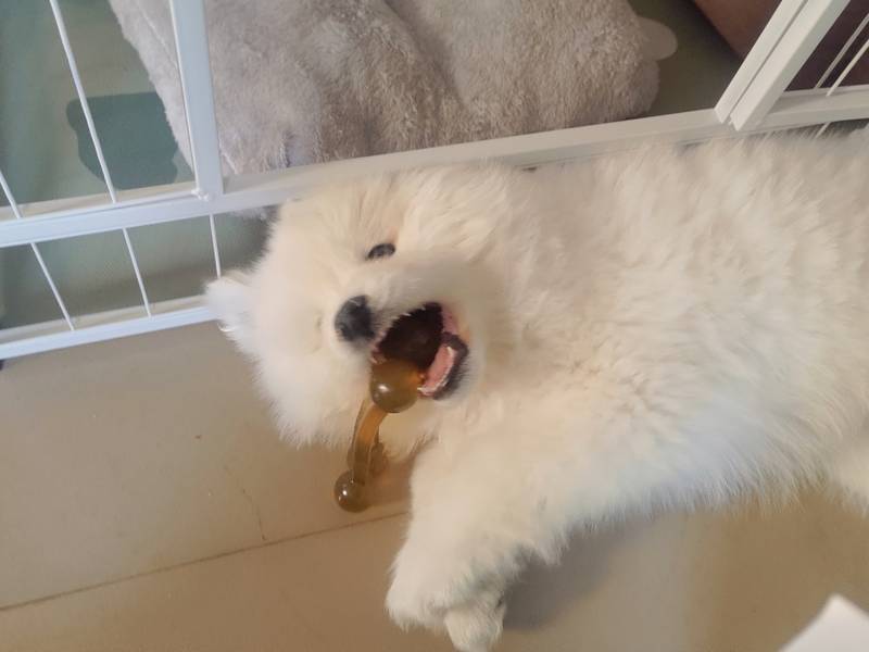 最爱胡萝卜