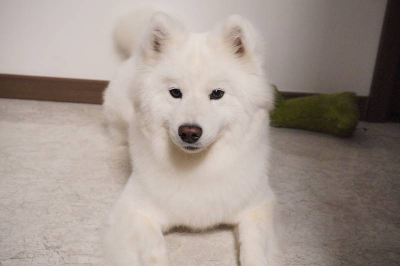 模特果