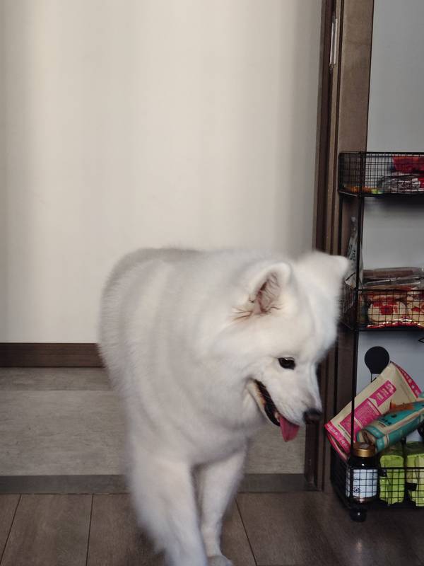 黏人果