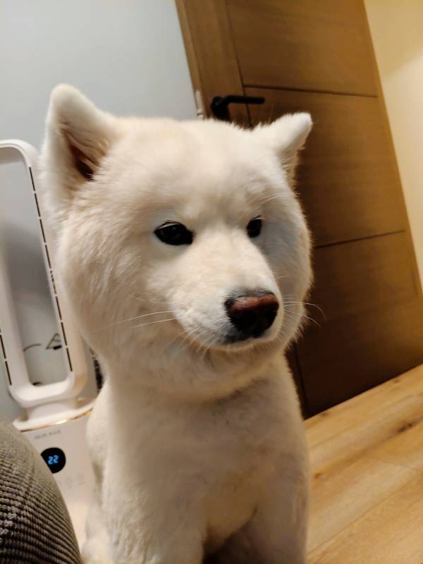 拘谨