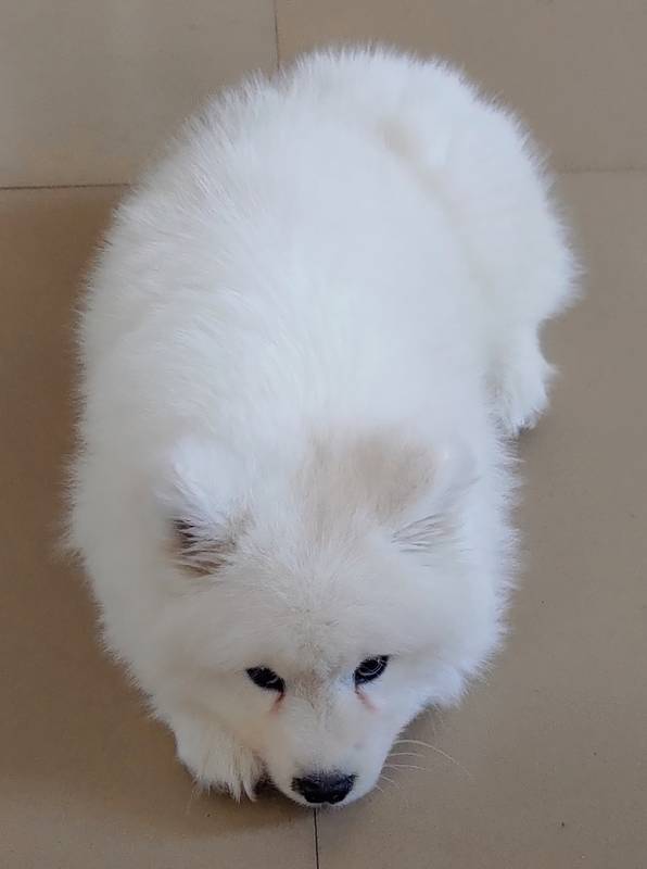 胆小，委屈